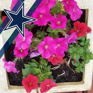 Meet your Posher, Dawn